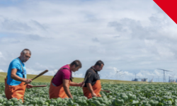 Arbeidsmigrant is nog broodnodig