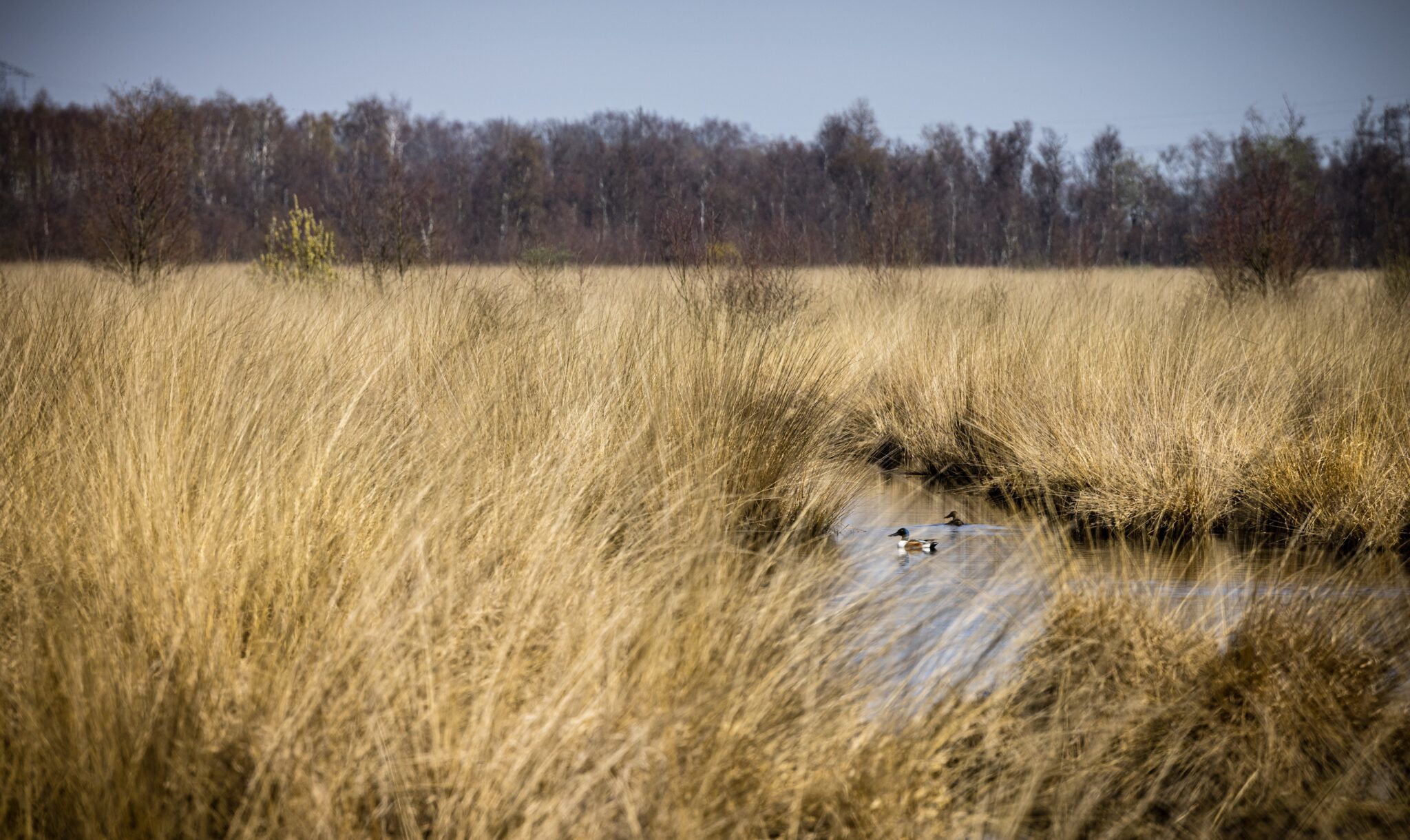 Aangenomen Natuurherstelwet is verkiezingscadeau voor rechtse partijen